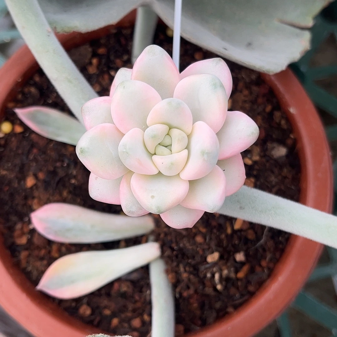 花斑鹿锦 婕宝一物一拍