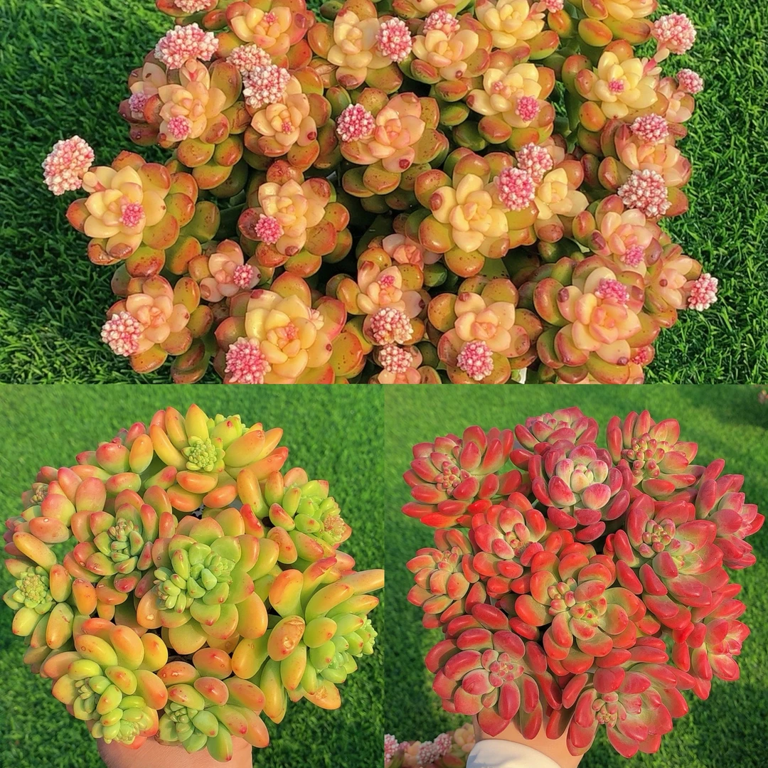 Z彩虹香豆组合  新手好养 美观多肉植物秋季