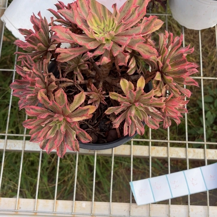 云南浪仙好看18号