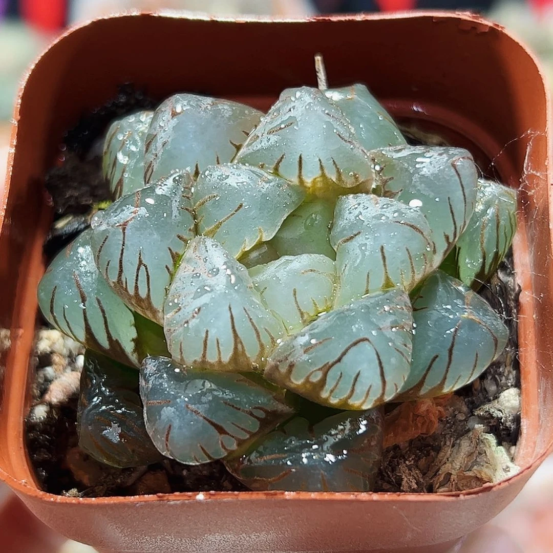 十二卷多肉玉露1