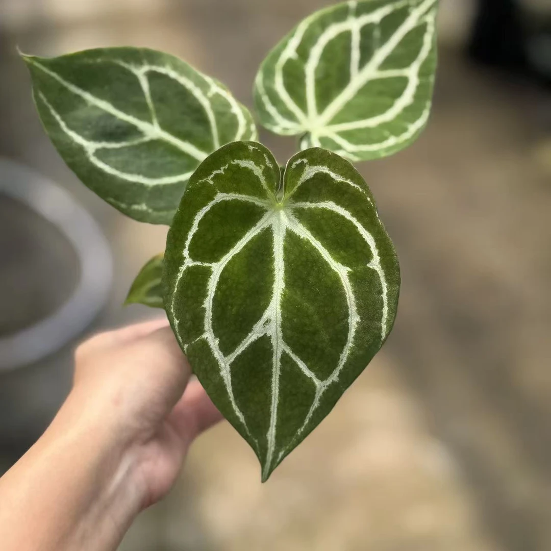 【一物一拍】福利专拍链接（小） 主播叫号拍 不要私自下单