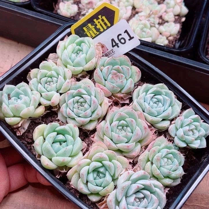 多肉植物多肉植物