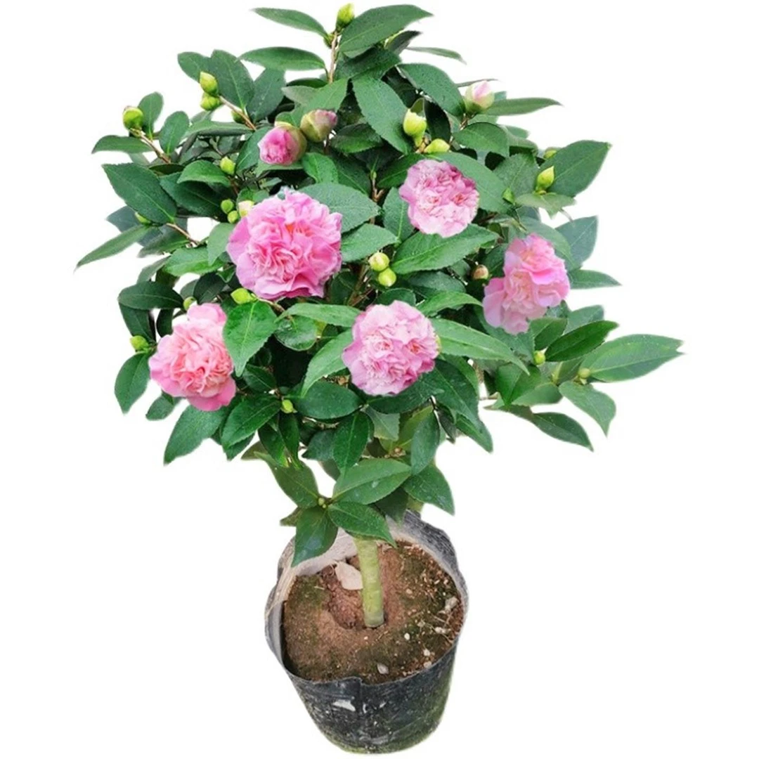 【70-1米】带花苞香妃茶花四季茶花树苗盆栽室内外种植耐寒浓香型花