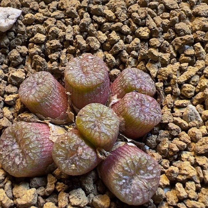 22多肉植物百科植物