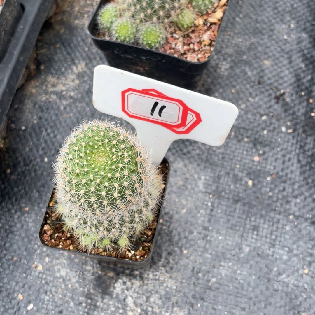 11淡雪21日上午起了一个