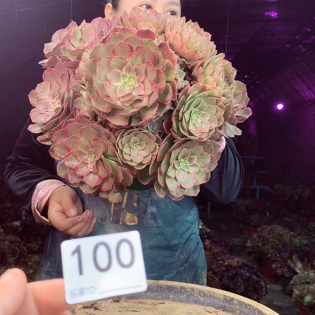 柒柒精品多肉脱土发货不包断侧枝100
