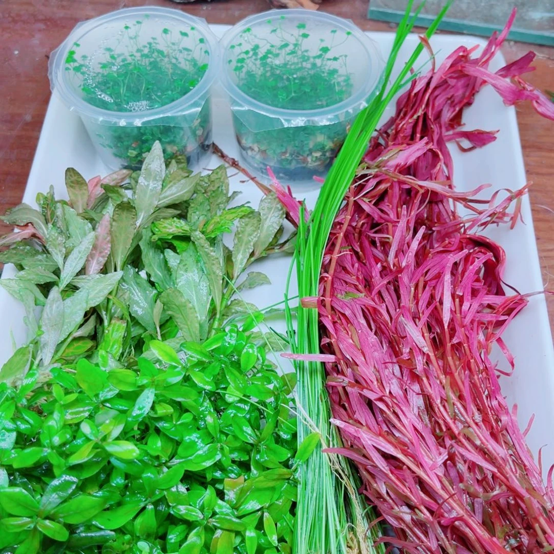 用***7美小呆哇塞套餐一份