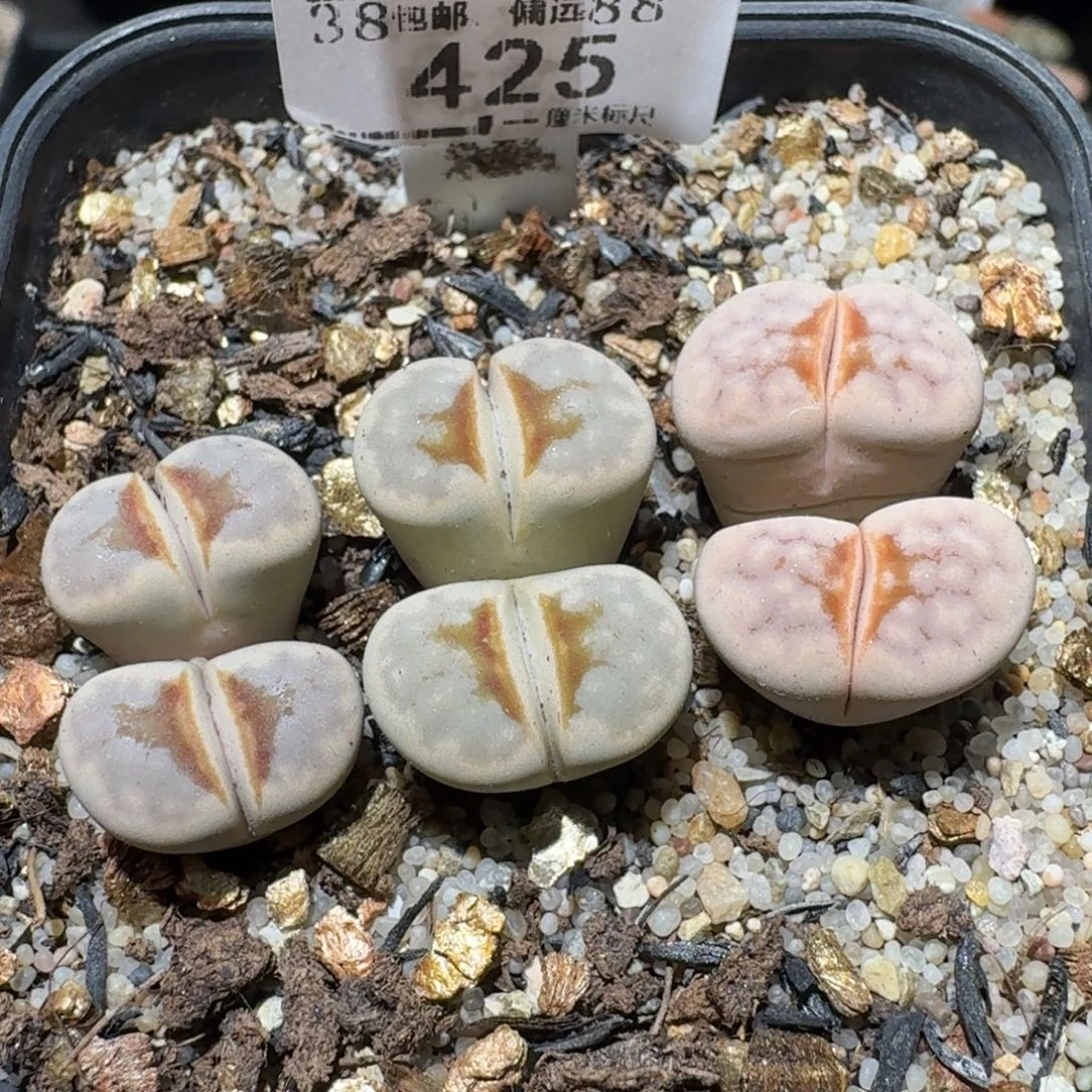 Ssss清仓便宜出了