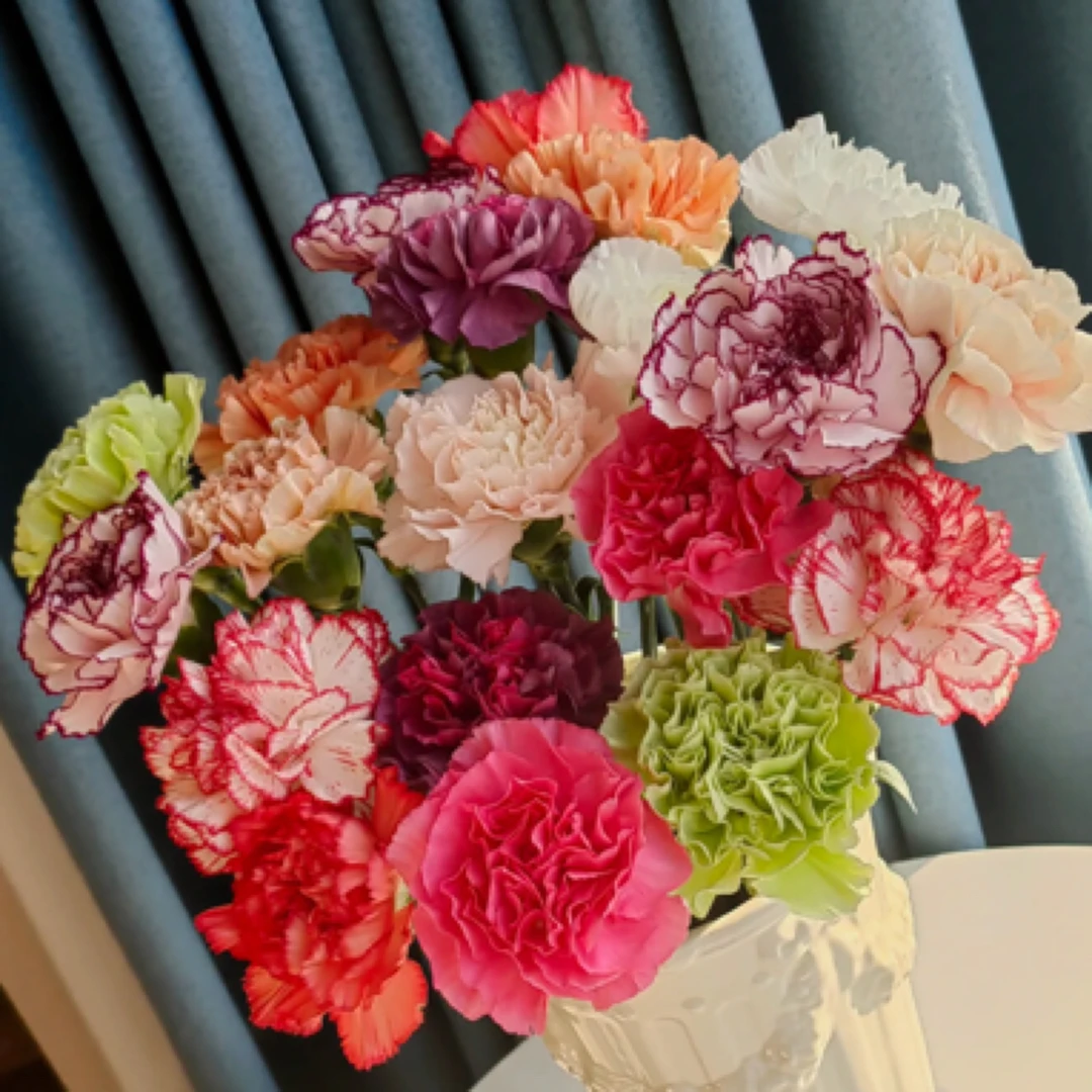 （星季花艺）七彩康乃馨10支任意两单包邮