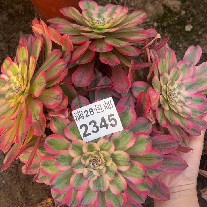 2345粉钻多肉植物