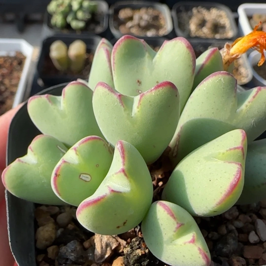 【闪购商品】20934