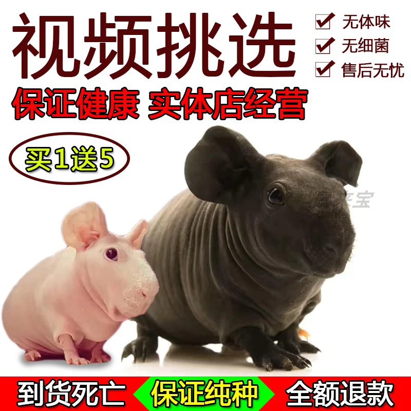 抖音网红迷你无毛小河马活物无毛豚鼠天竺鼠无毛猪可爱亲人宠物
