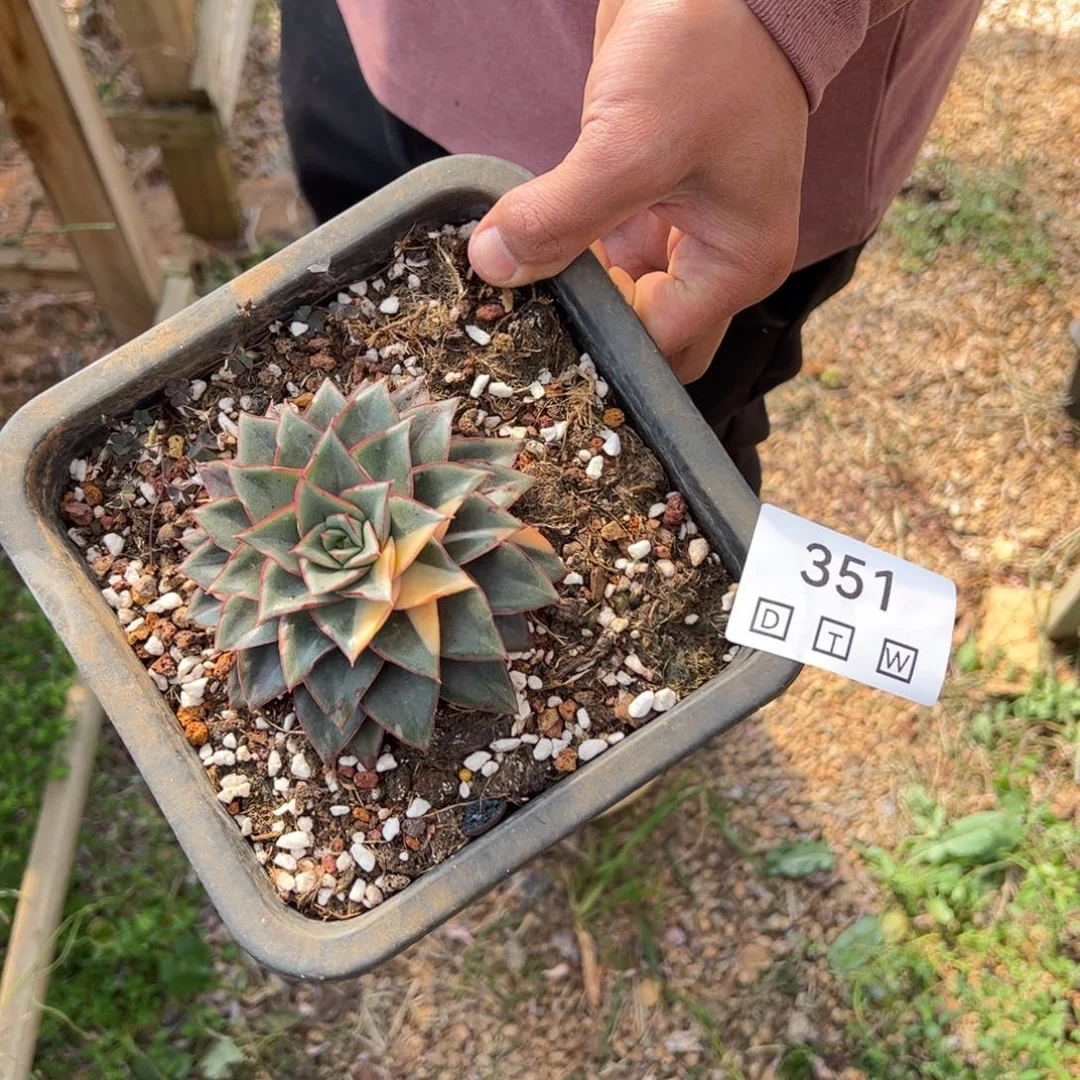 351多肉植物纤维维生素