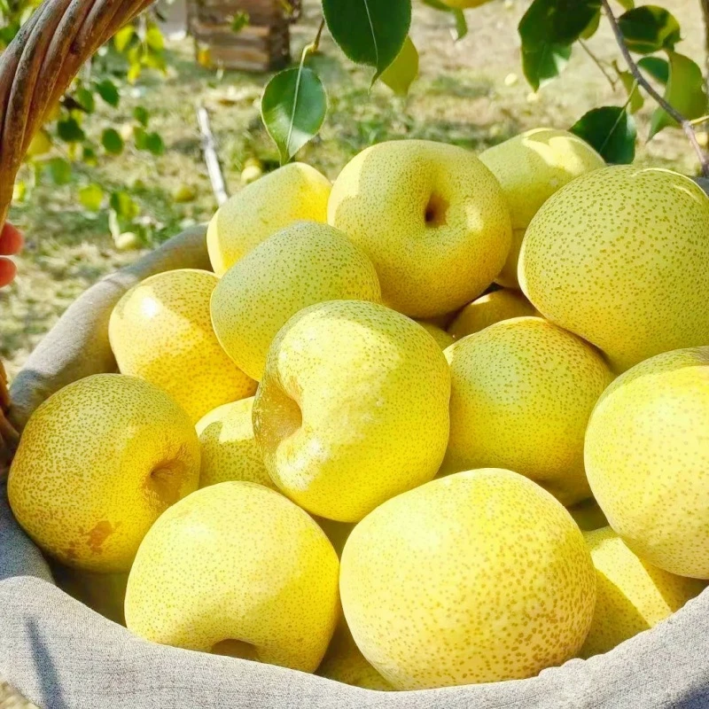 【强子专属】正宗安徽砀山酥梨新鲜采摘脆甜多汁新鲜水果