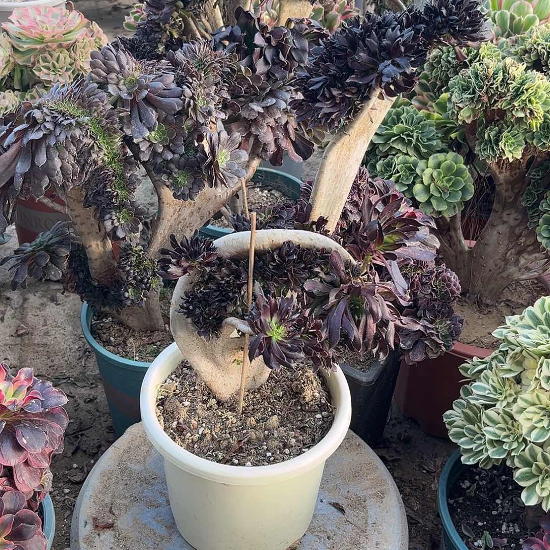 23黑法缀化多肉植物有瑕疵