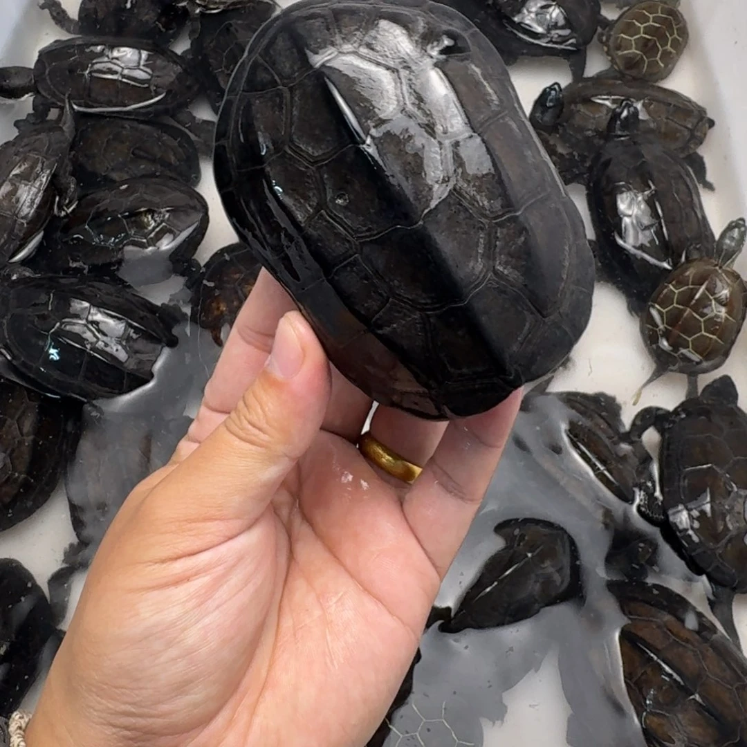 绿毛龟公苏北mogui