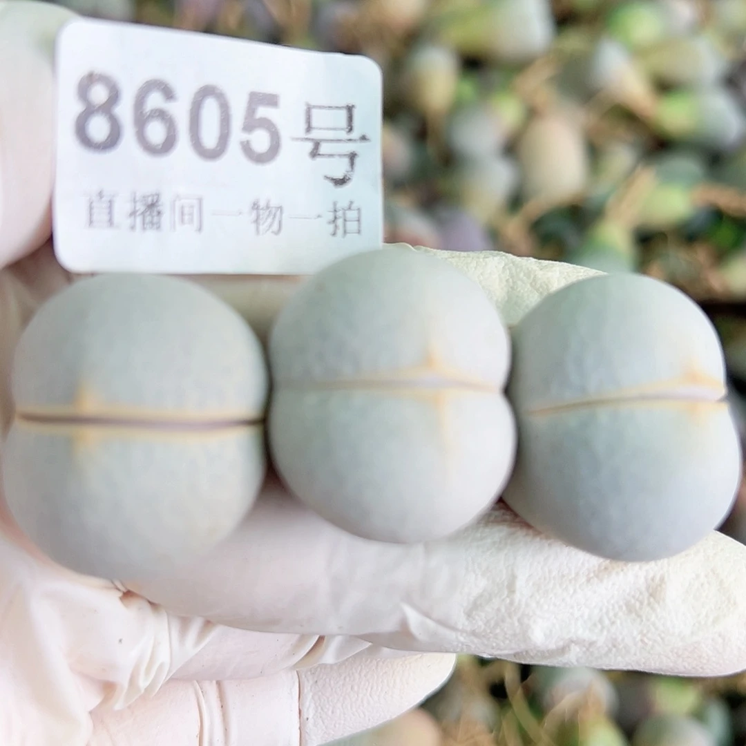 8605 好养易活生石花大母本3个