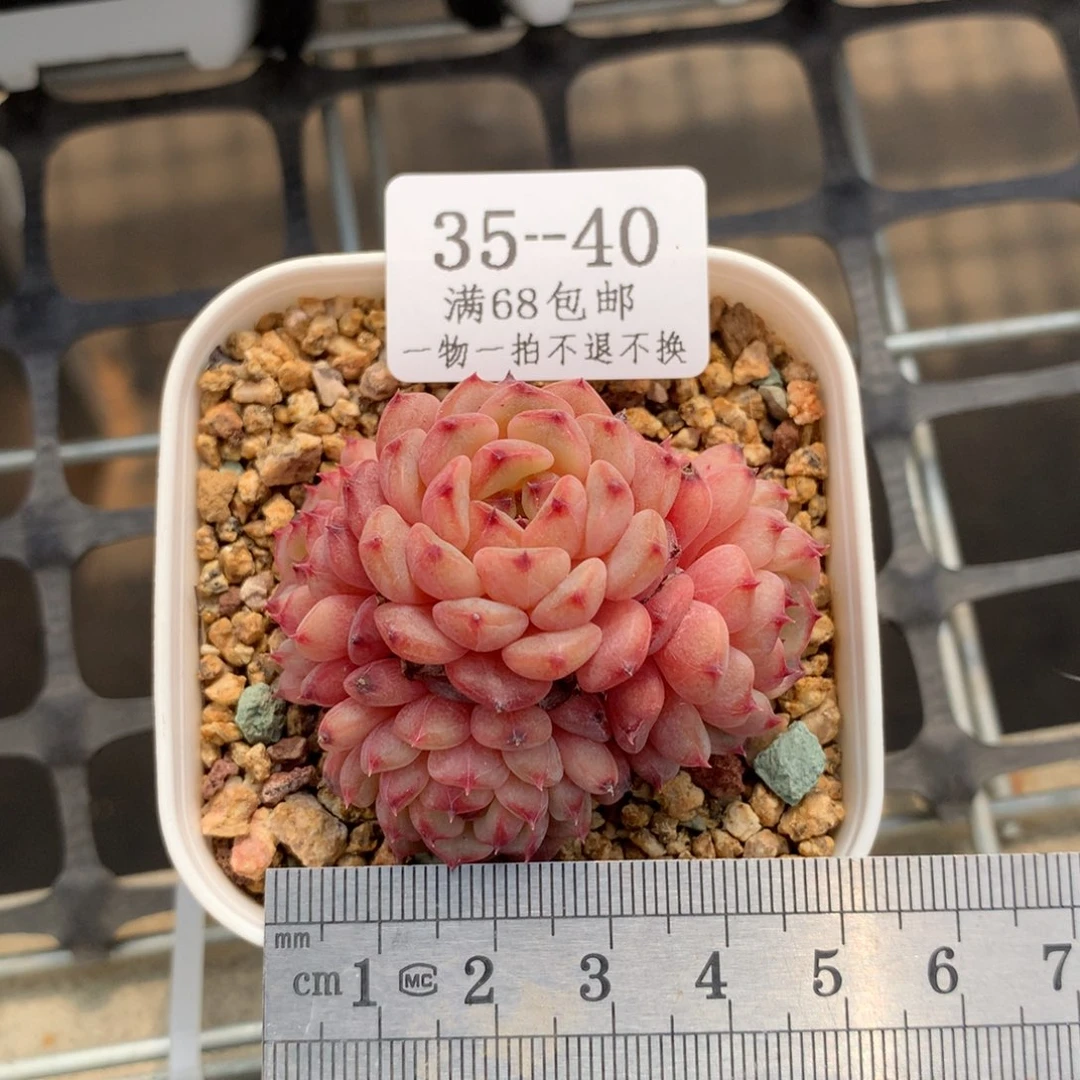 四头老桩哈尼冠服4.5