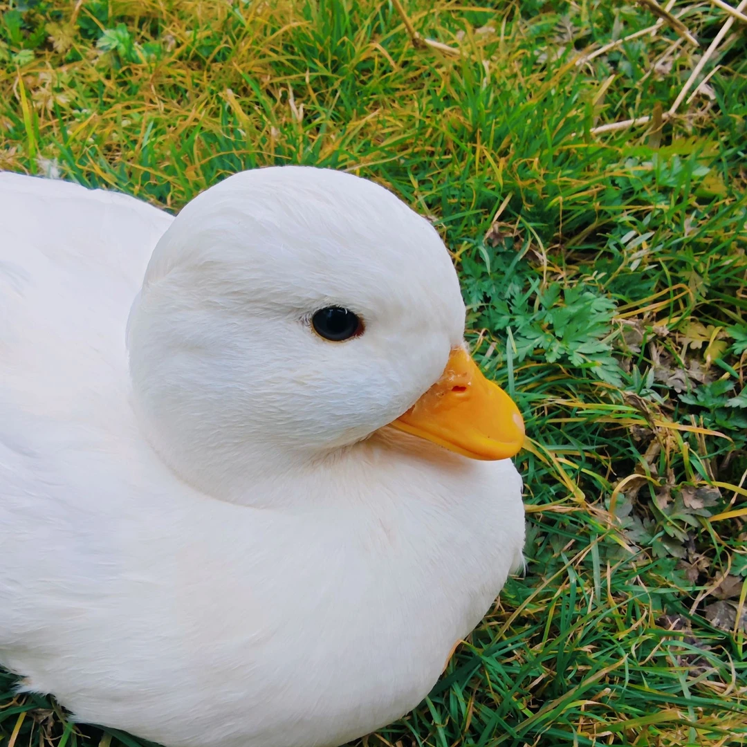 名人柯尔鸭宠物鸭可达鸭幼崽