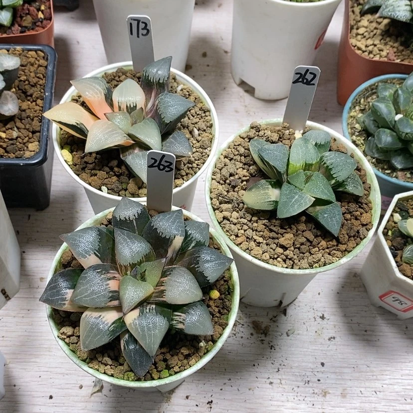 【闪购商品】乔*治173 262 263