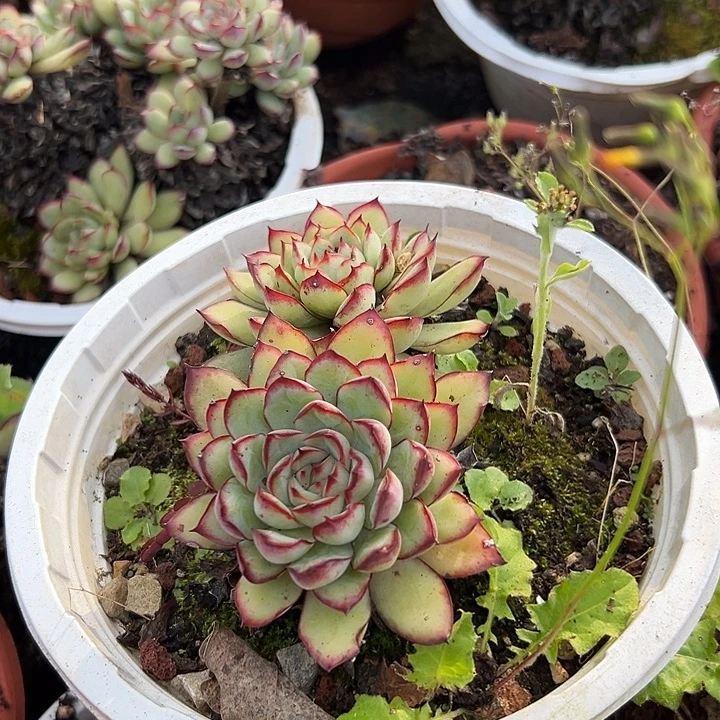 荷花杂3盆。