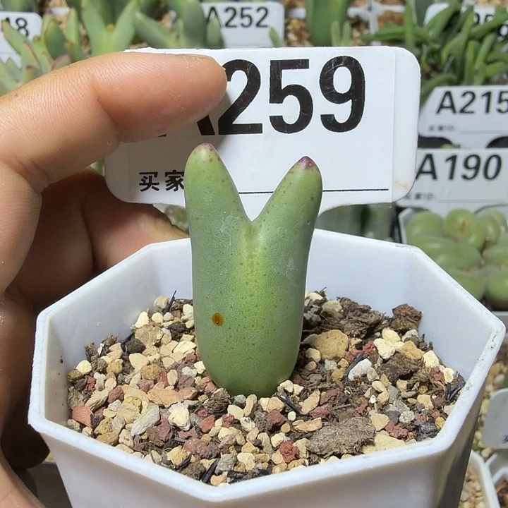 259。满28包邮肉锥