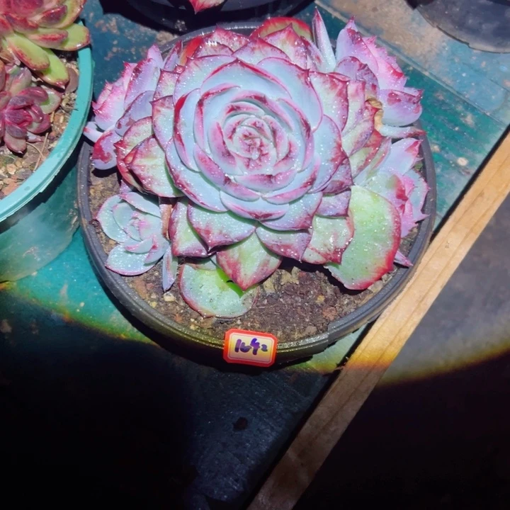天****精品多肉植物老桩