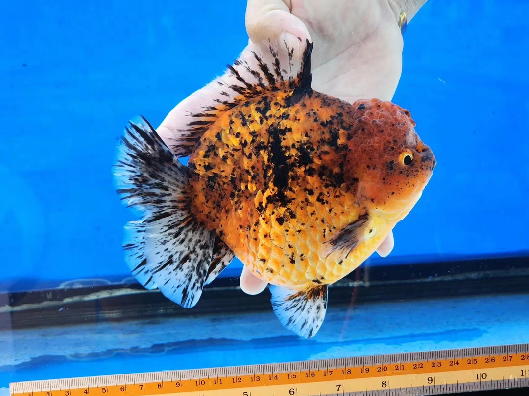 将军shogun 短尾狮亚成