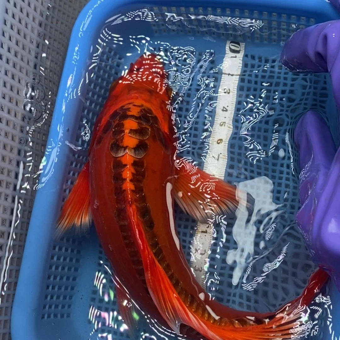 锦鲤冷水锦鲤包邮