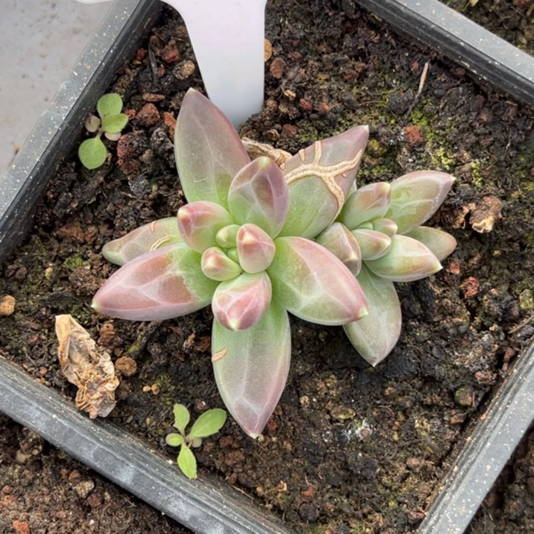 雪代理个体多肉植物21