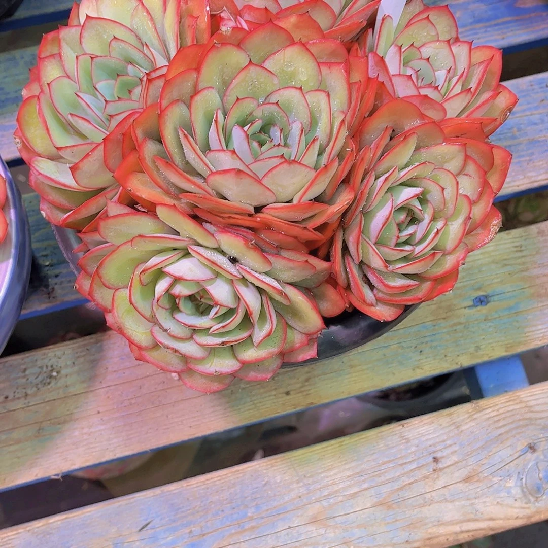 眉***心牡丹亭Ａ876一颗一物一拍