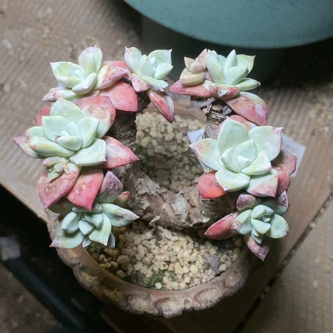 【闪购商品】六**旺法瑞诺沙苹果叶多肉2234