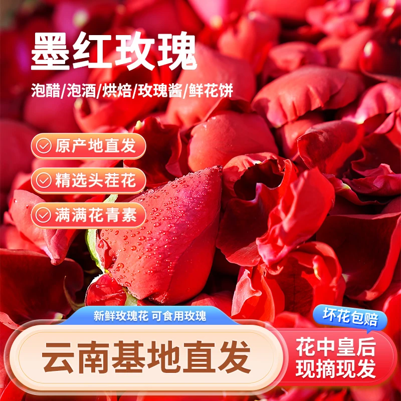 云南新鲜玫瑰花墨红玫瑰泡玫瑰醋玫瑰酒现摘现发玫瑰冠玫瑰骨朵