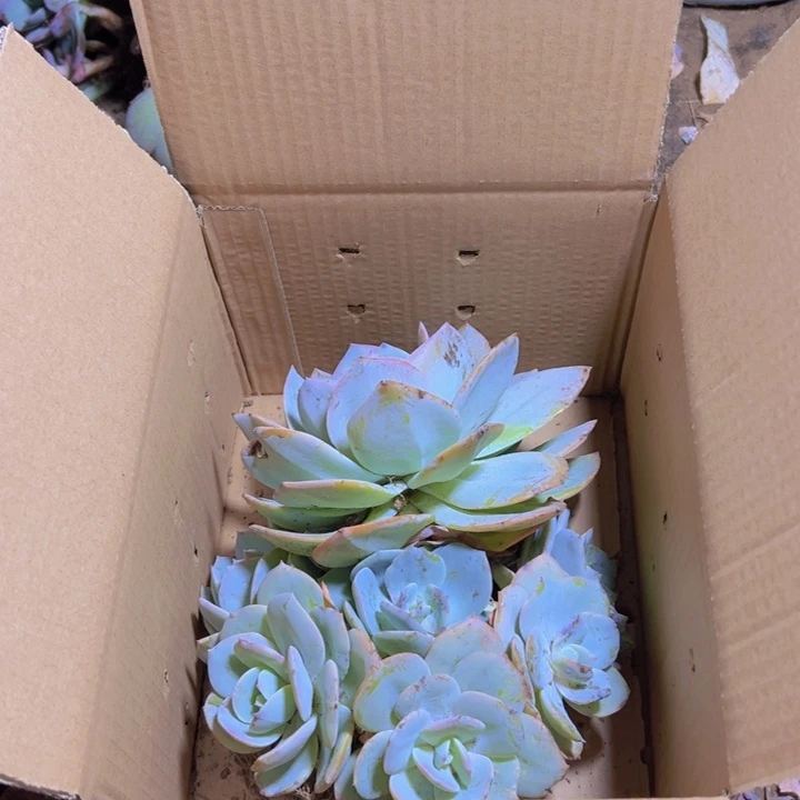 娴***静地栽白凤多头昆明发货