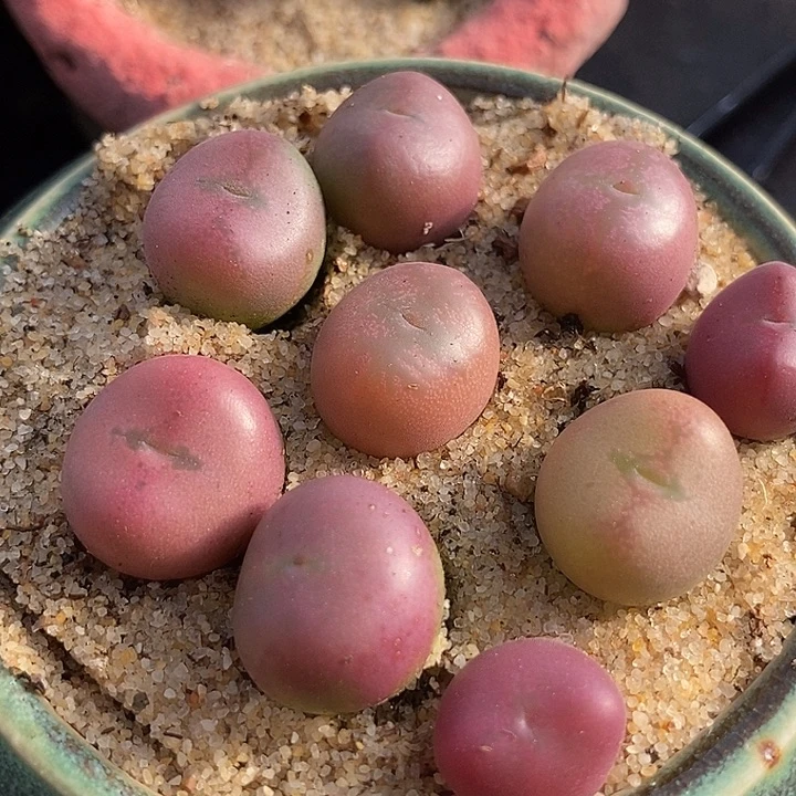 心**水4524粉桃杂四颗