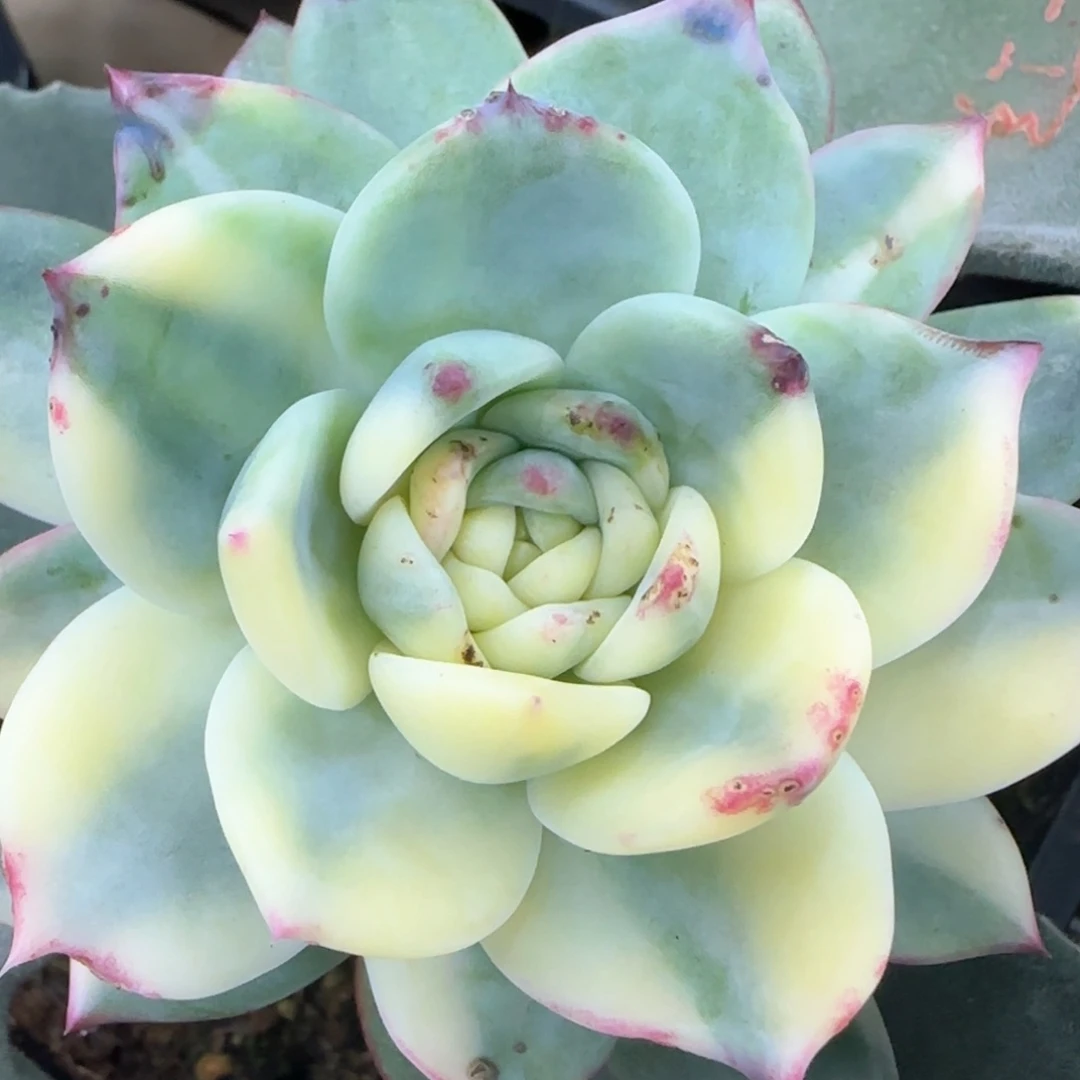 红拉糖锦，多肉植物