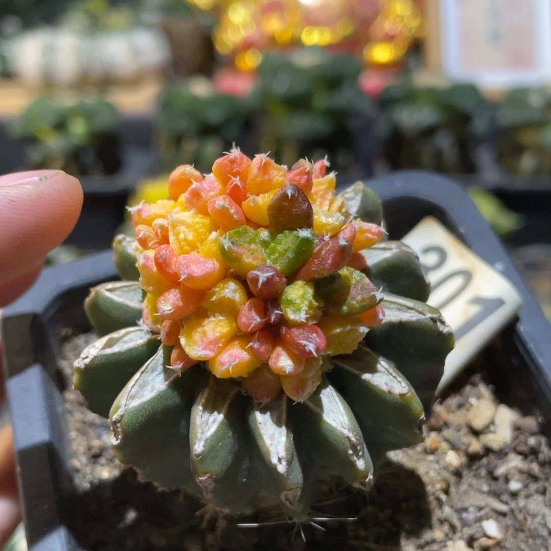 全部花朵茗****上仙人球开花301 仙人球