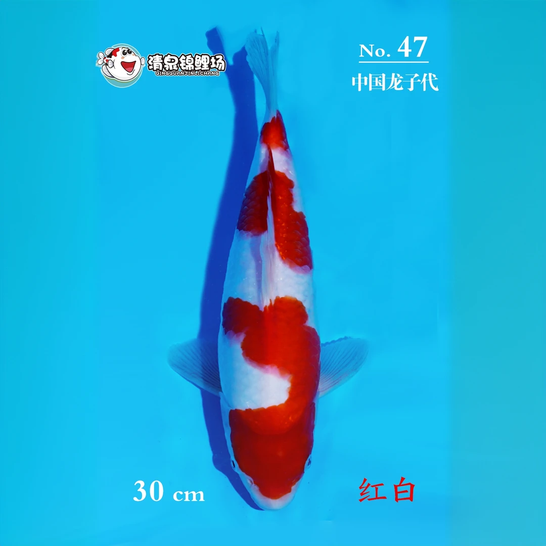 清泉锦鲤 第三次冬季水泥池寄养 中国龙子代 红白 47号