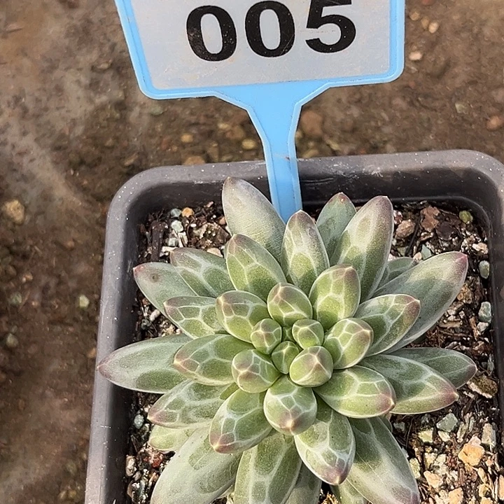 伊卡鲁斯一物一拍005