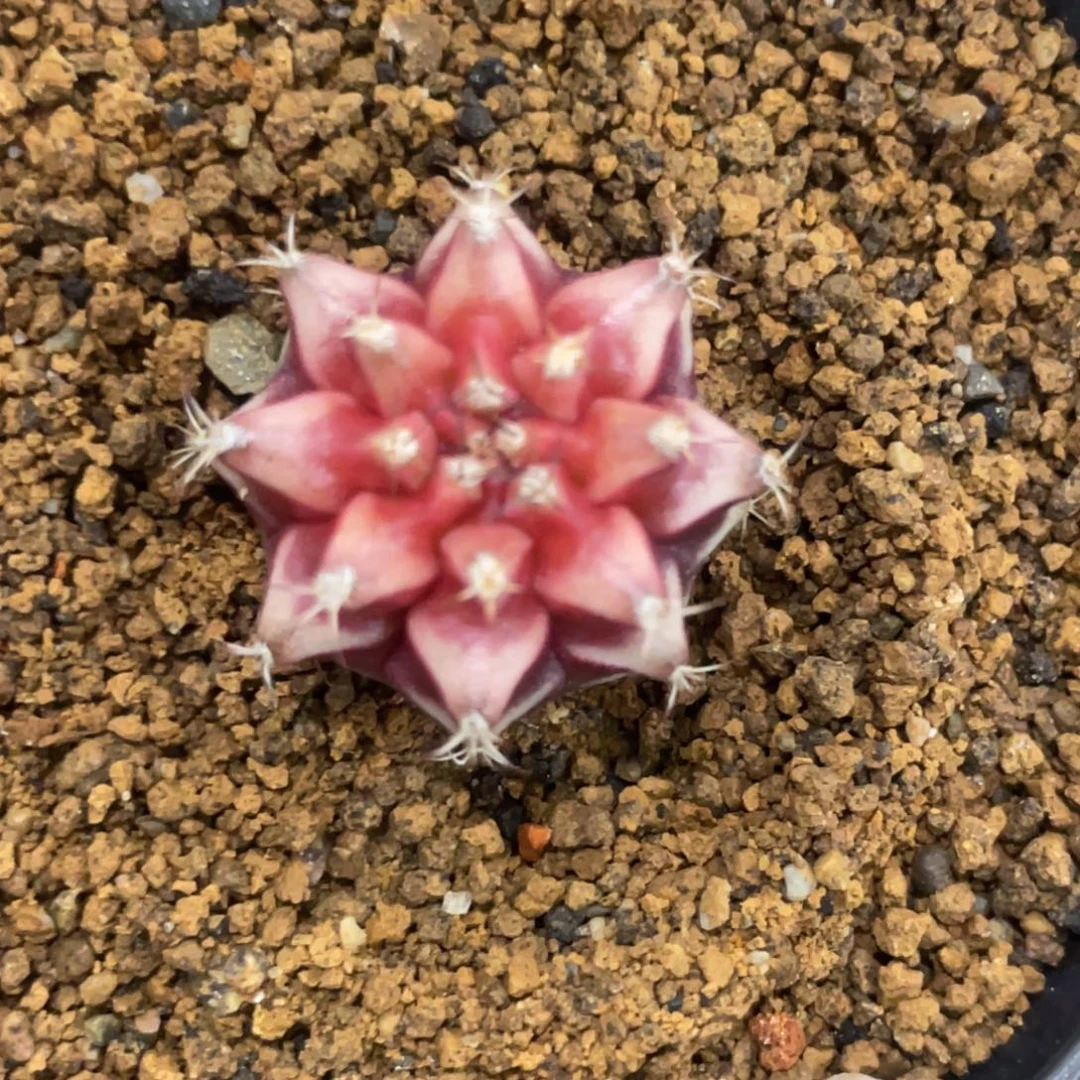 当前无花朵，栽培后可花朵BELOVE