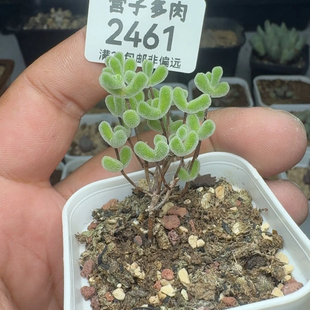 小星星带盆土。