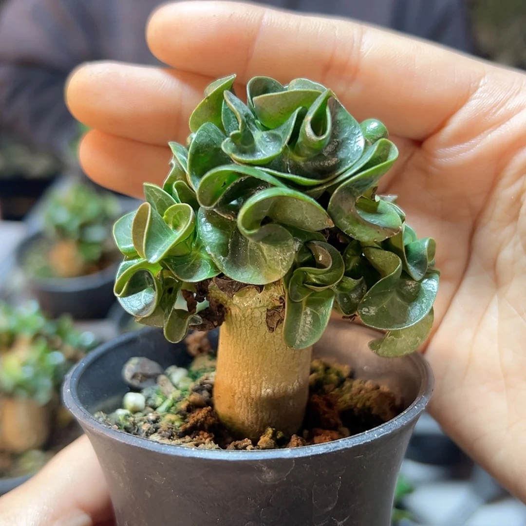 羊角卡汗1.9公分带盆