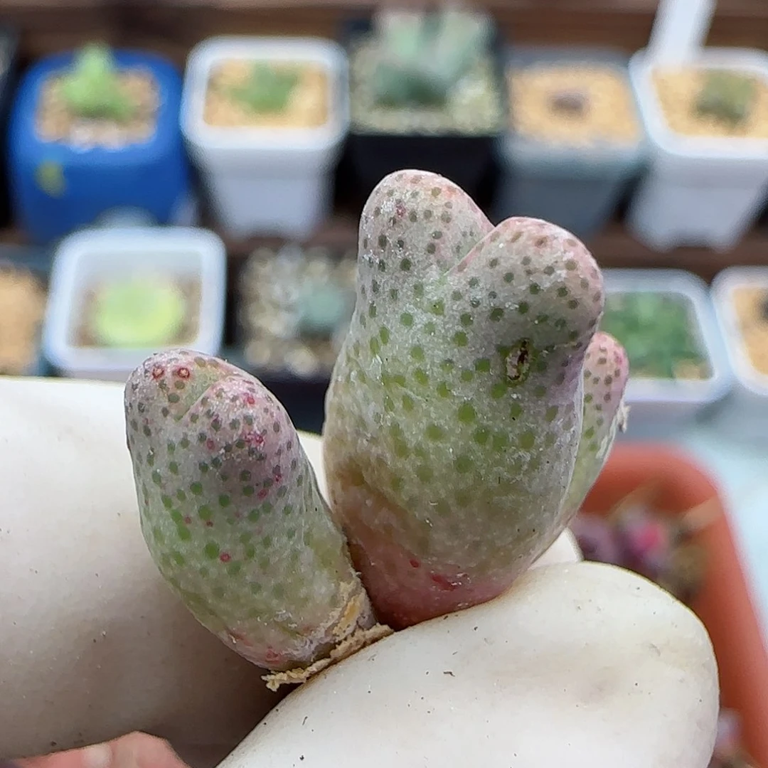 315园艺优选红斑马