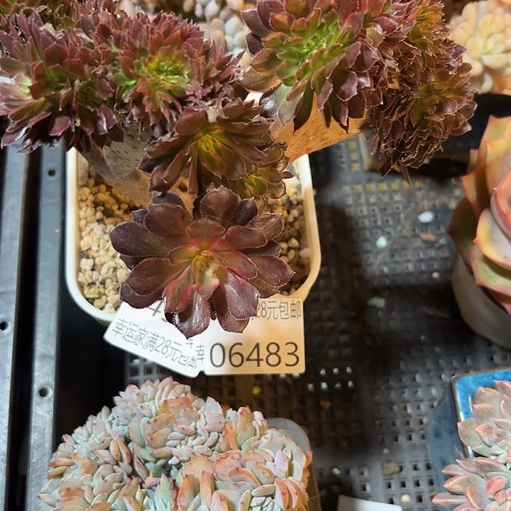 幸运的是我还没遇到幸运