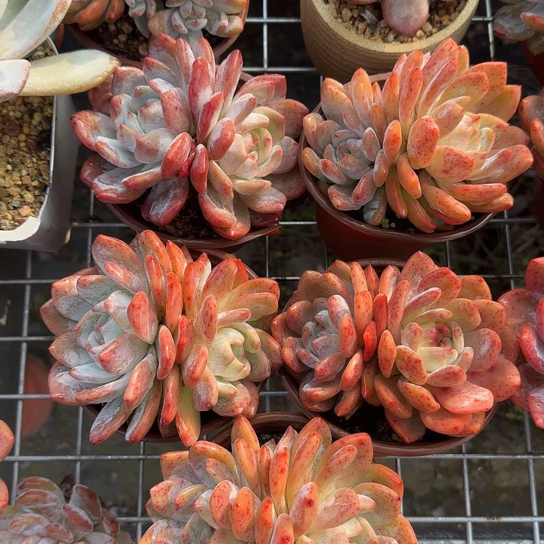 红血橙五块双头一物一拍