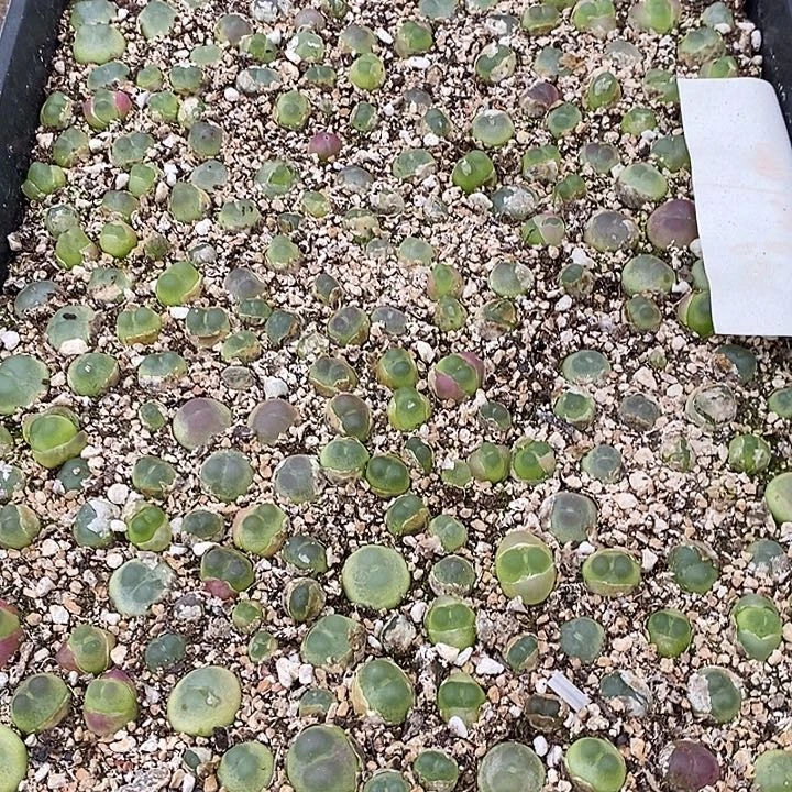 27109拉登一筐。