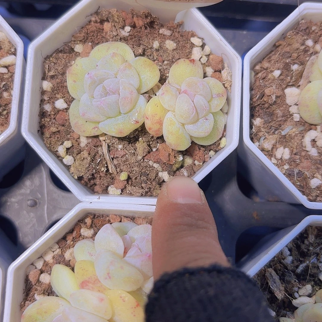 E150冰玉石化一物语拍