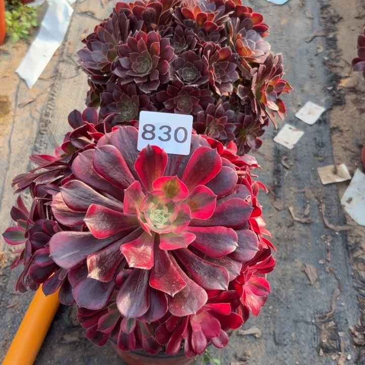 金丝缕，美杜莎多肉植物不包损830