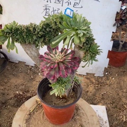 原始绿缀嫁接一物一拍