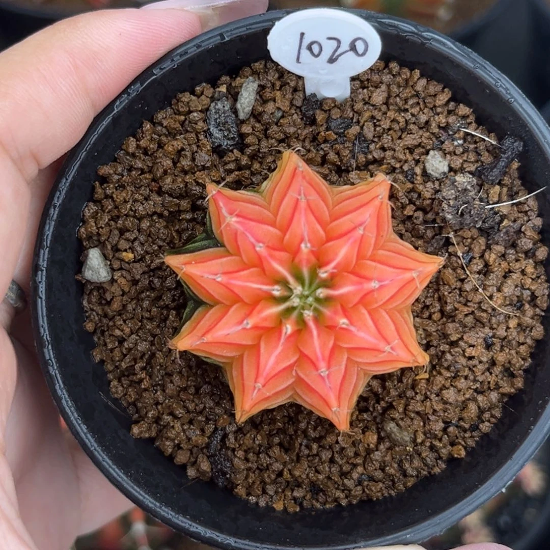 1020    带盆土发货